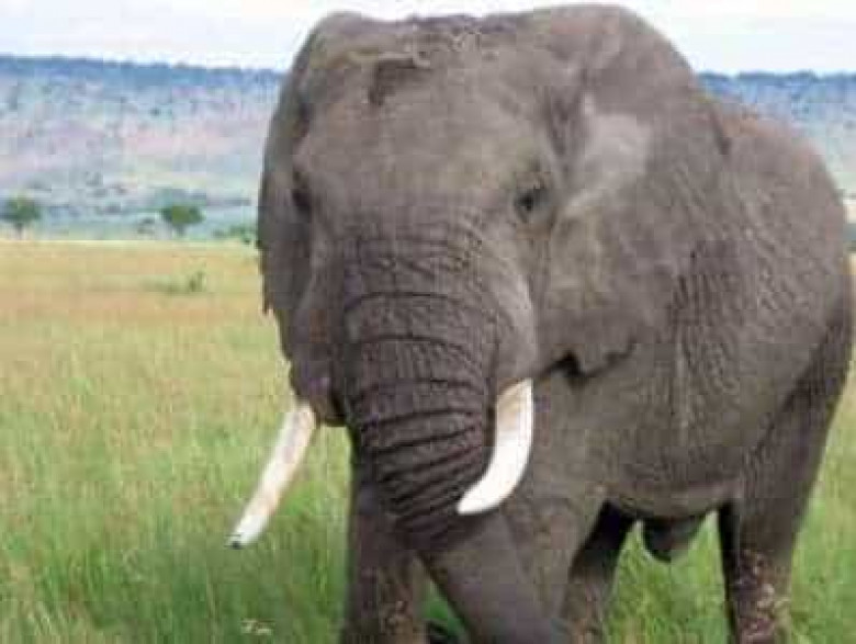 Վայրի փիղը Հնդկաստանում երկու մարդ է սպանել