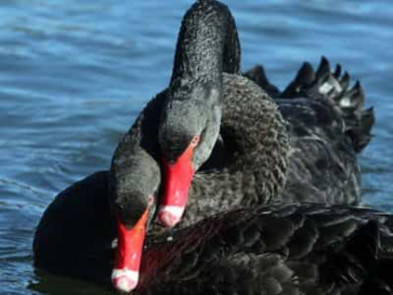 Չինացի առաքիչները Շանհայի կենդանաբանական այգուց գողացել ու կերել են սեւ կարապին