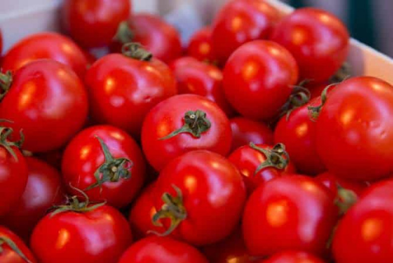 Թուրքիան 2 միլիարդ դոլար Է կորցրել Ռուսաստանին լոլիկի մատակարարումների արգելքից