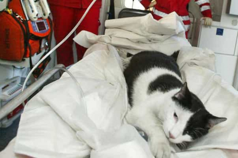 Ավստրիայում կատուն հրդեհից փրկել է բնակելի շենքի բնակիչներին