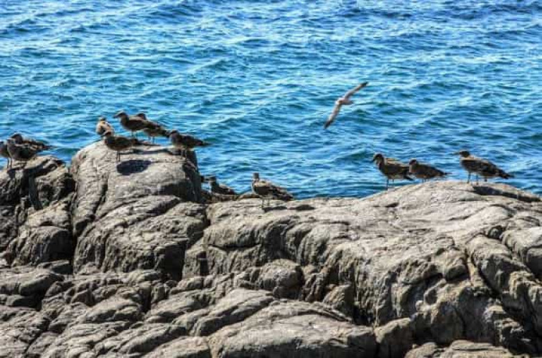 Չիլիի ափերին 5.5 մագնիտուտ ուժգնությամբ երկրաշարժ է տեղի ունեցել