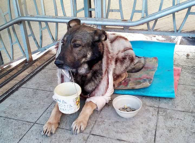 Տերը շանը թմրադեղ է տվել, ծեծել ու ստիպել ողորմություն խնդրել