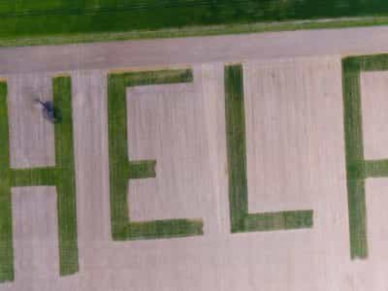 Ֆրանսիայում հացահատիկի արտում հարյուր մետրանոց օգնության խնդրանք է հայտնվել