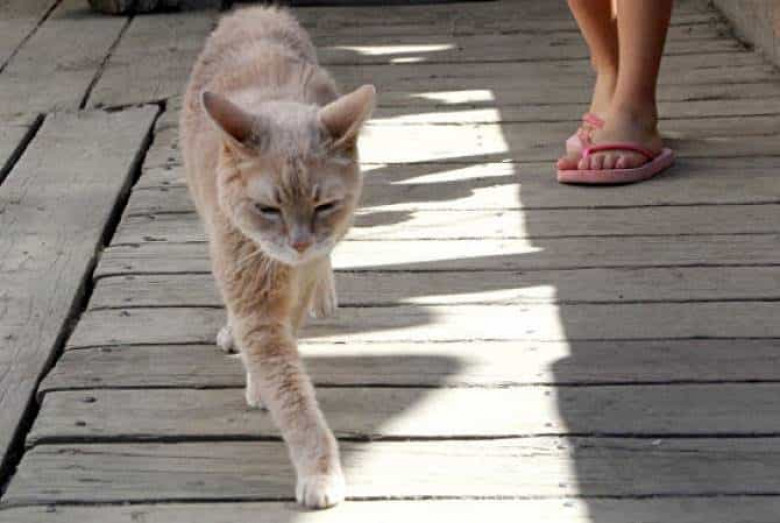 ԱՄՆ-ում սատկել Է այն կատուն, որը 20 տարի «քաղաքագլուխ» Է եղել