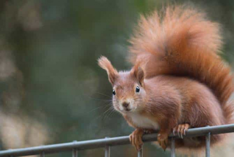 Սկյուռիկի պատճառով Կալիֆորնիայի ավելի քան 45 հազար մարդ մնացել է առանց էլեկտրականություն