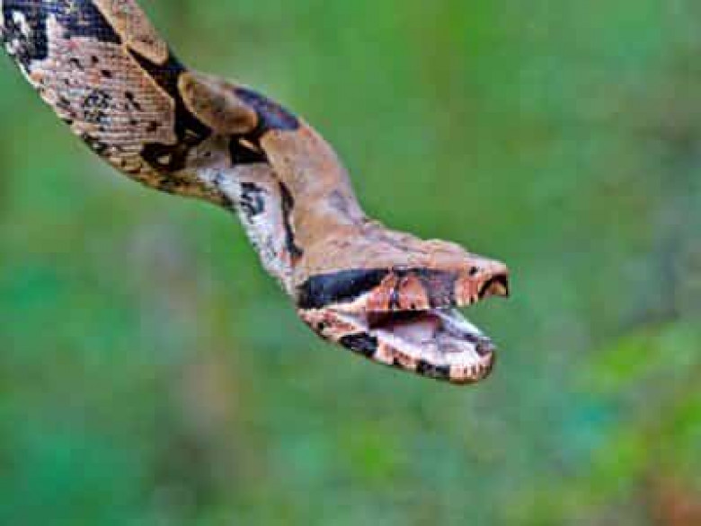 ԱՄՆ-ում փրկարարները կտրել են կնոջ դեմքը կծոտող օձի գլուխը