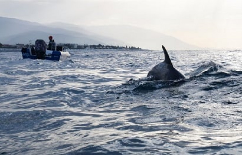 На Кубани вдвое выросло число дельфинов, погибших из-за разлива нефтепродуктов в Черном море