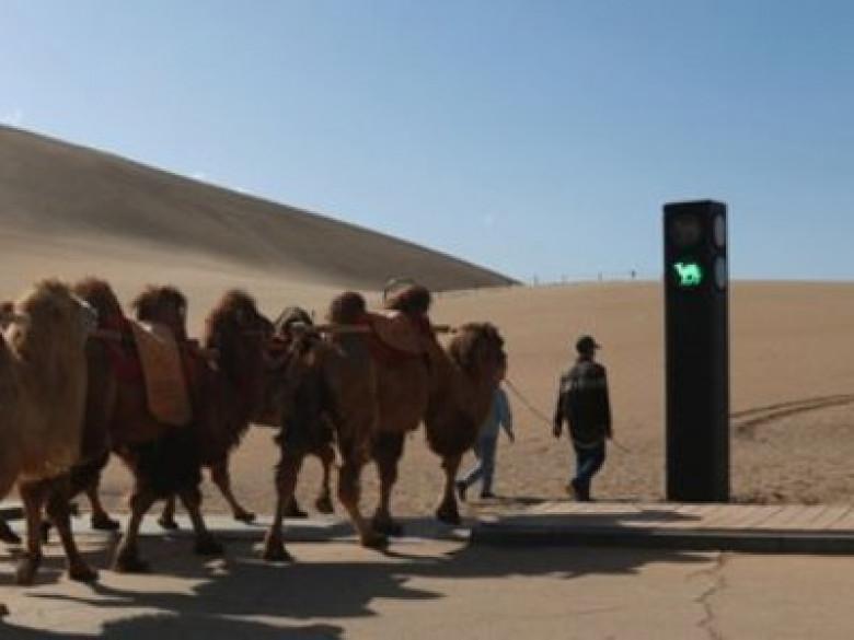 Չինաստանում գործարկվել է ուղտերի համար աշխարհում առաջին լուսացույցը